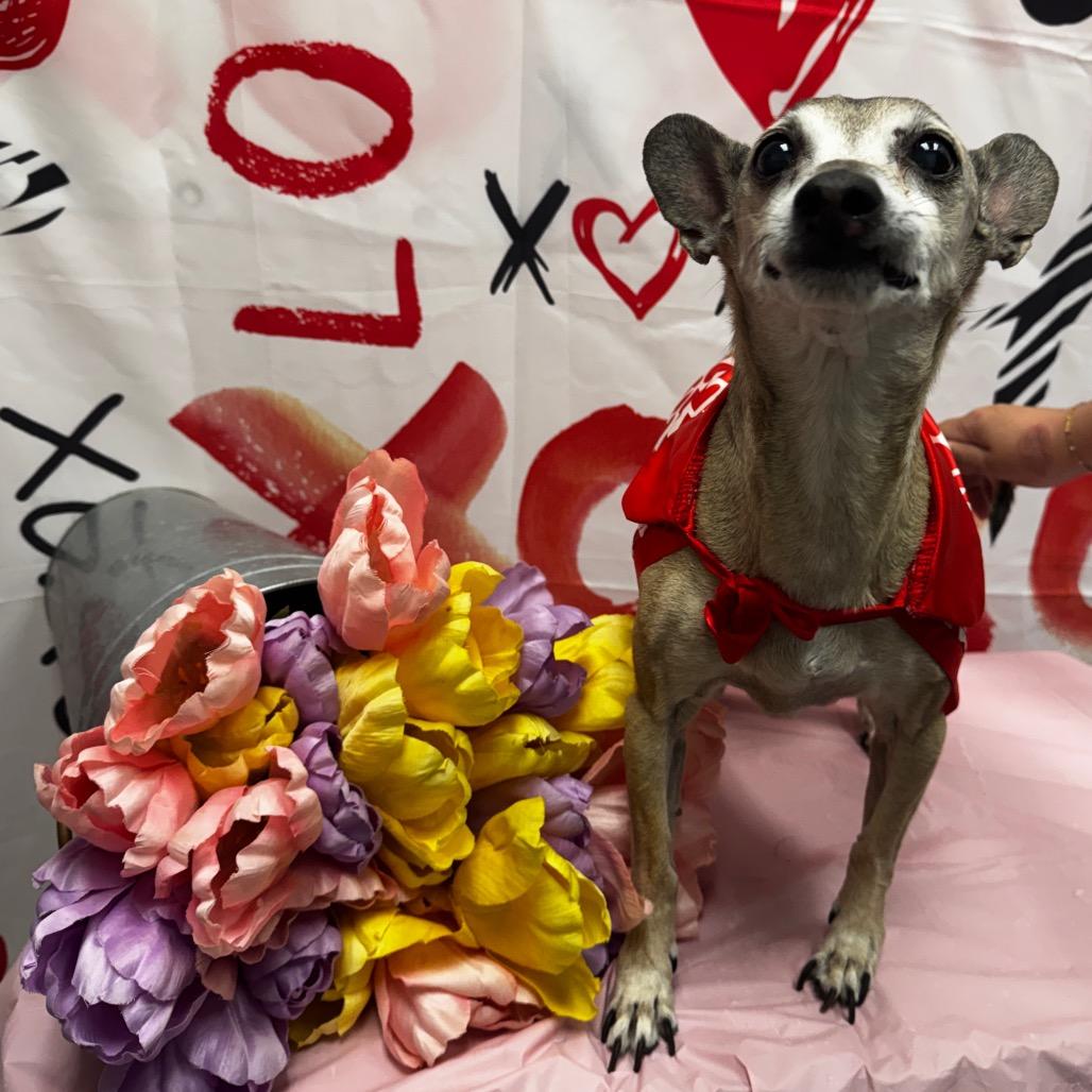 PJ, Adoptable, Senior Male Chihuahua.