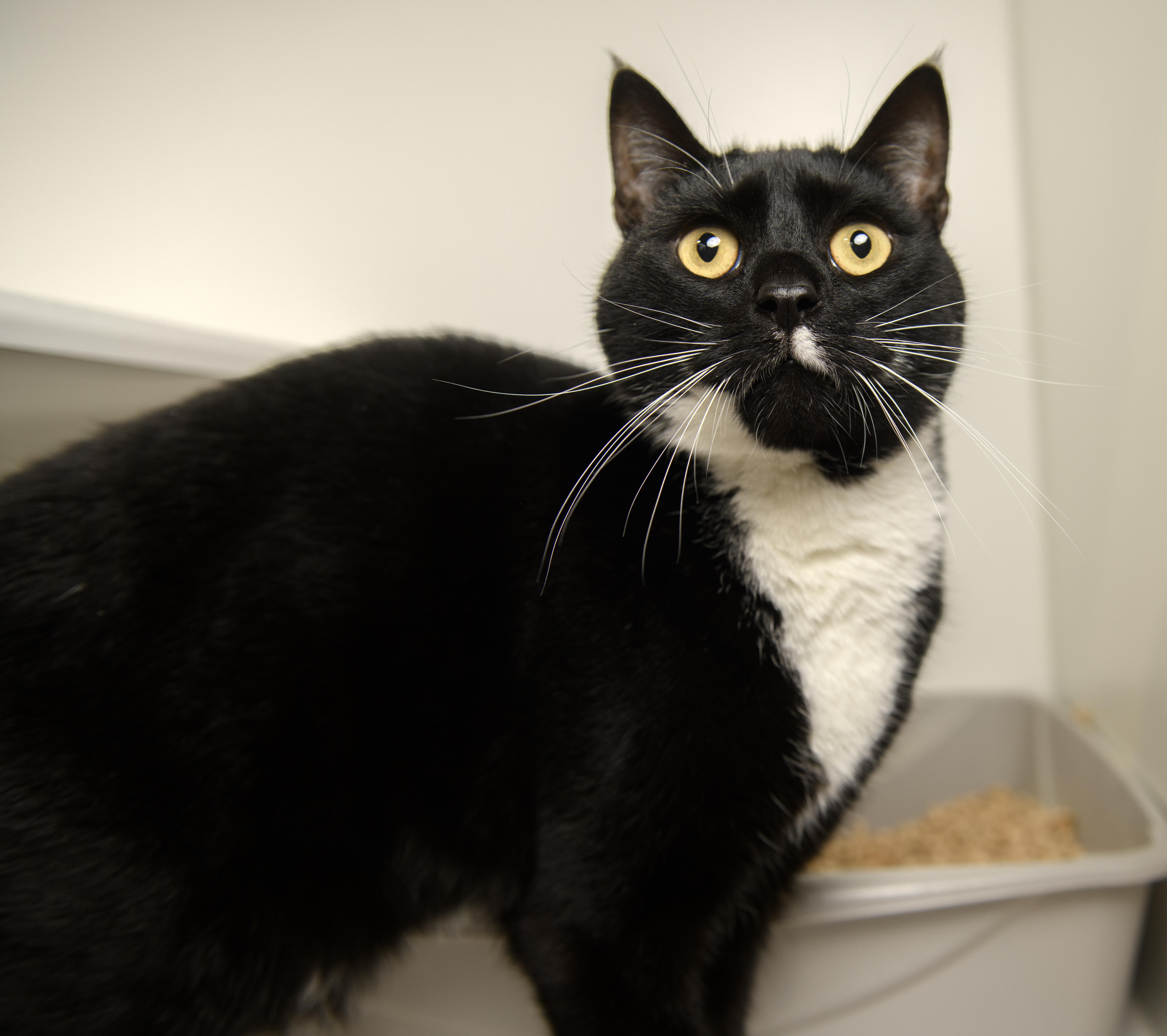 Ozzie, Adoptable, Adult Male Domestic Short Hair.