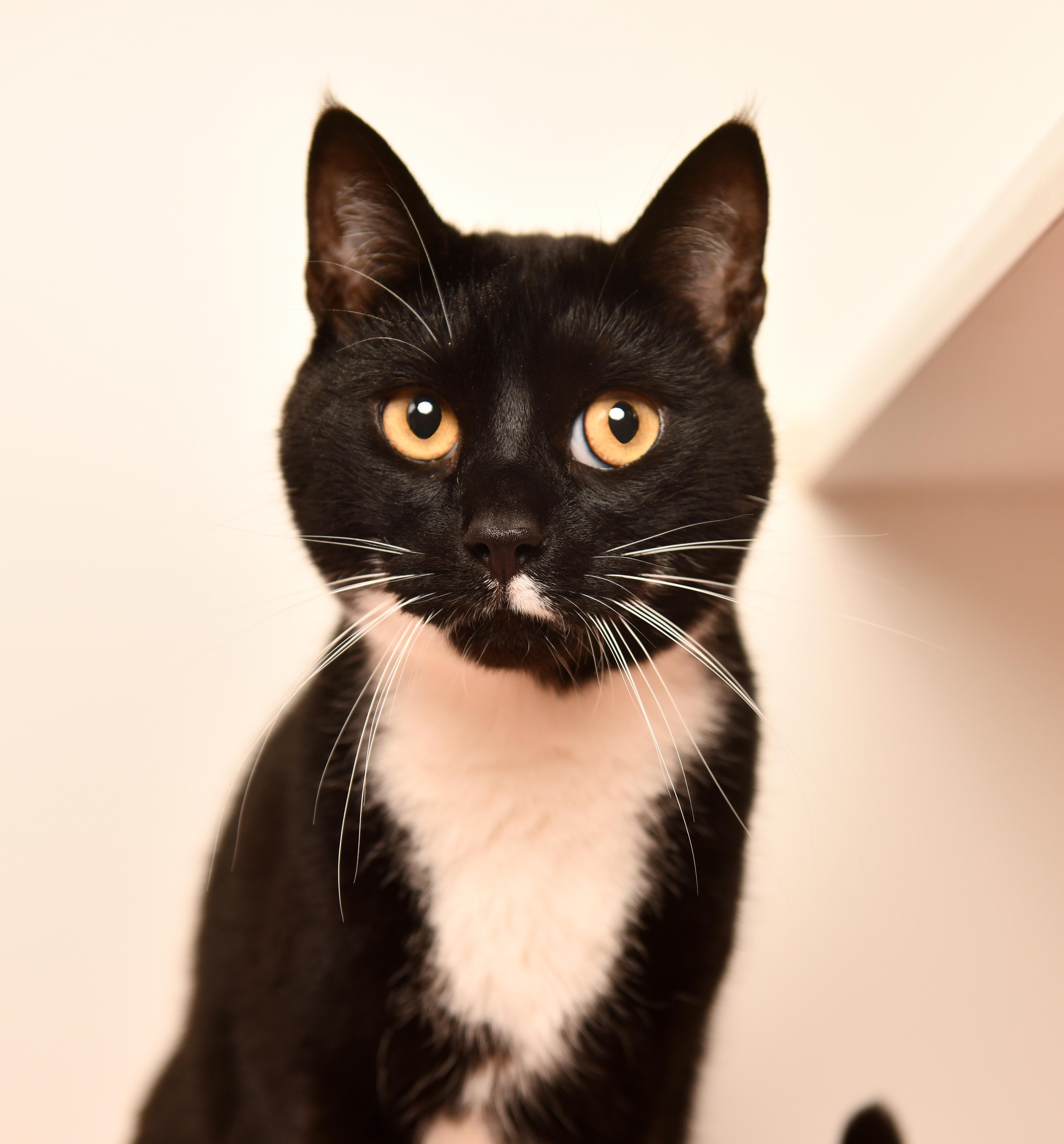 Ozzie, a Adoptable Domestic Short Hair in Seattle, WA image 2/5