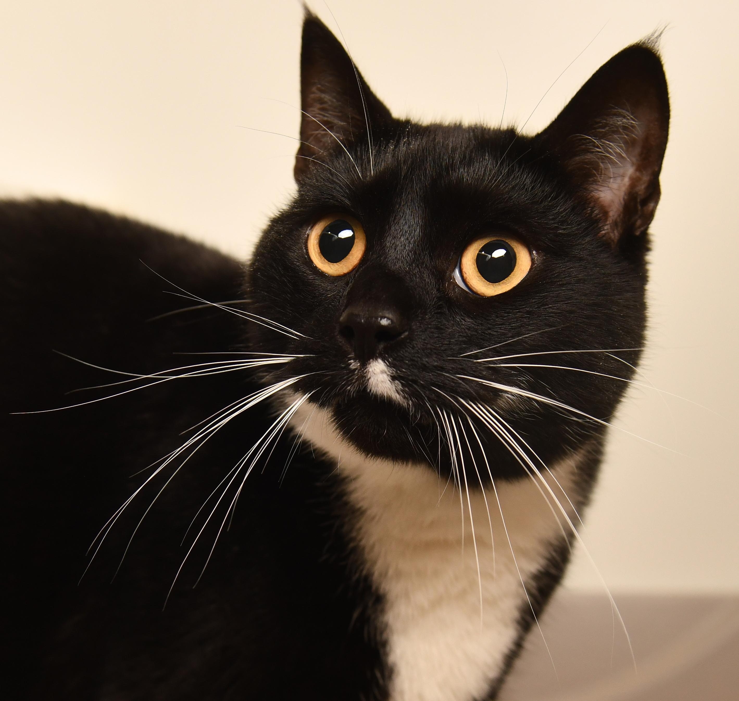 Ozzie, a Adoptable Domestic Short Hair in Seattle, WA image 3/5