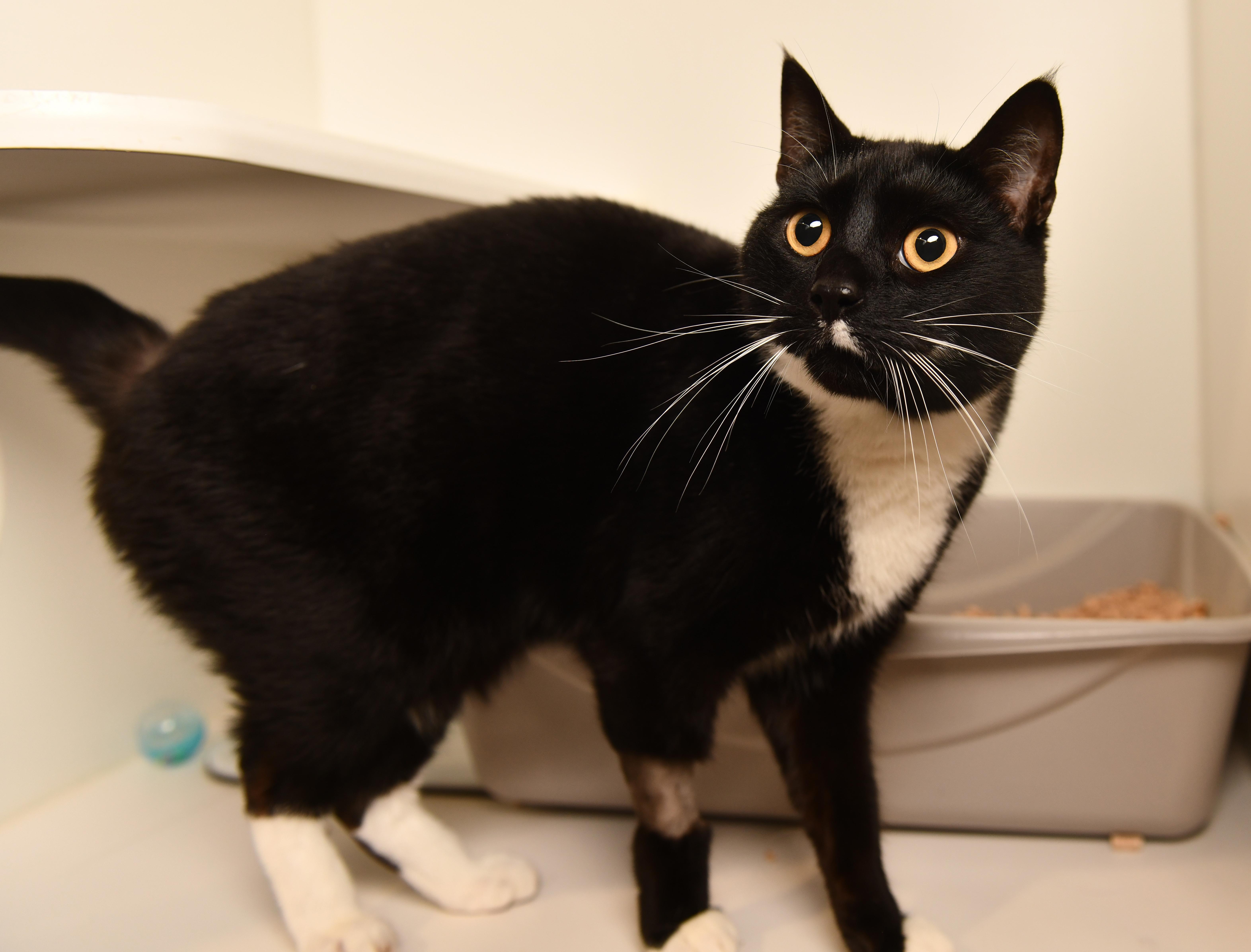 Ozzie, a Adoptable Domestic Short Hair in Seattle, WA image 4/5