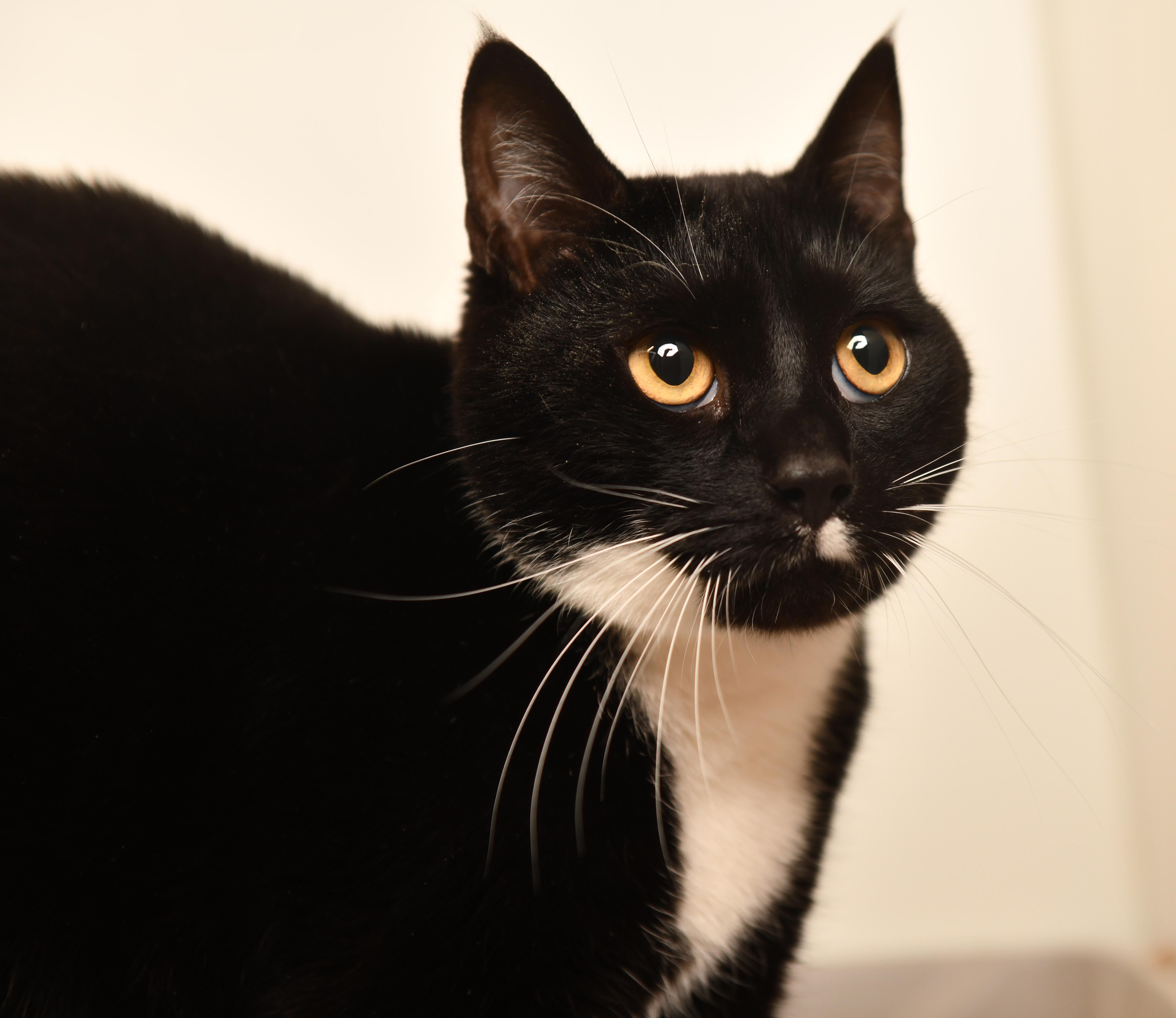 Ozzie, a Adoptable Domestic Short Hair in Seattle, WA image 5/5