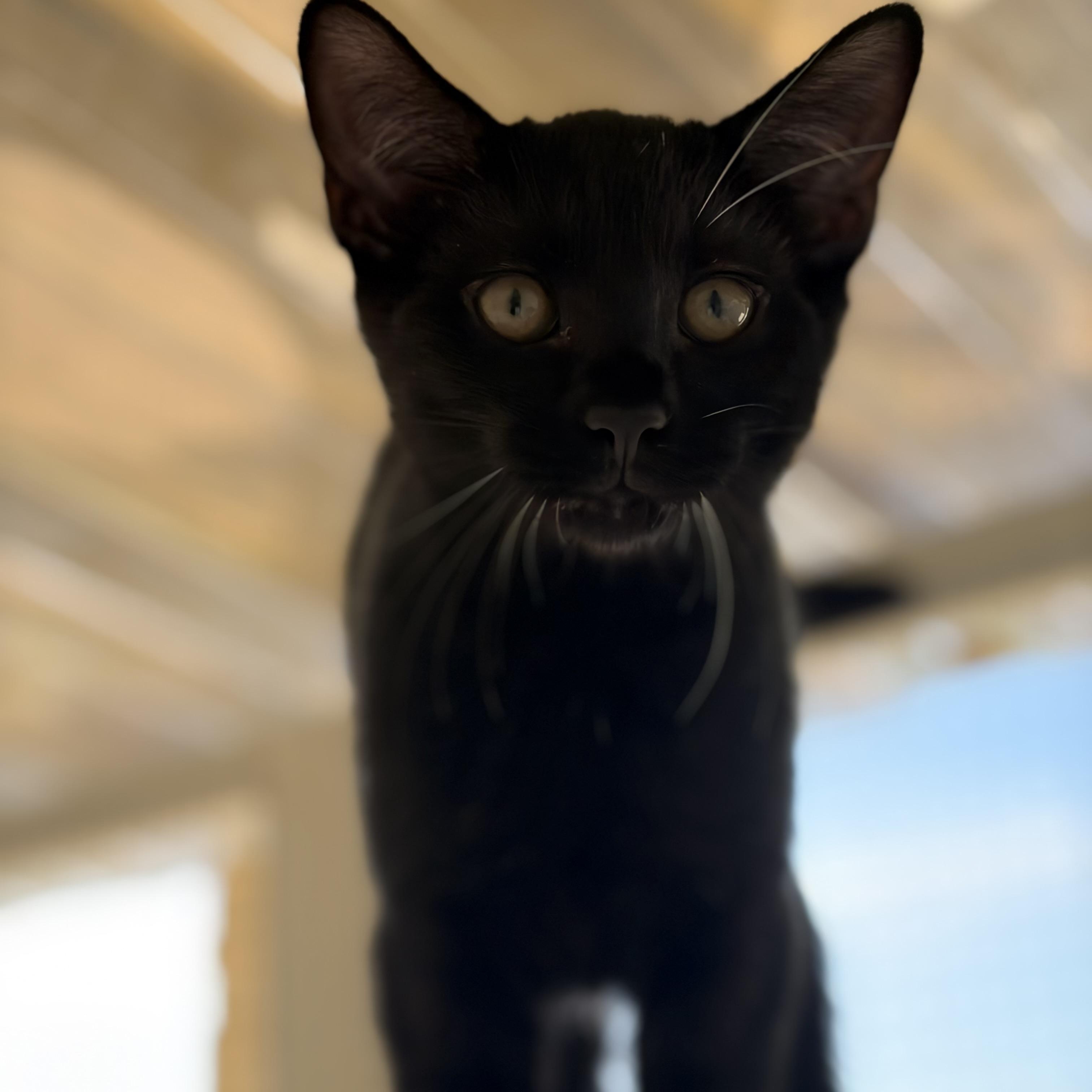 Enlarge Jinx, a Adoptable Domestic Short Hair in Winston Salem , NC image 2/3