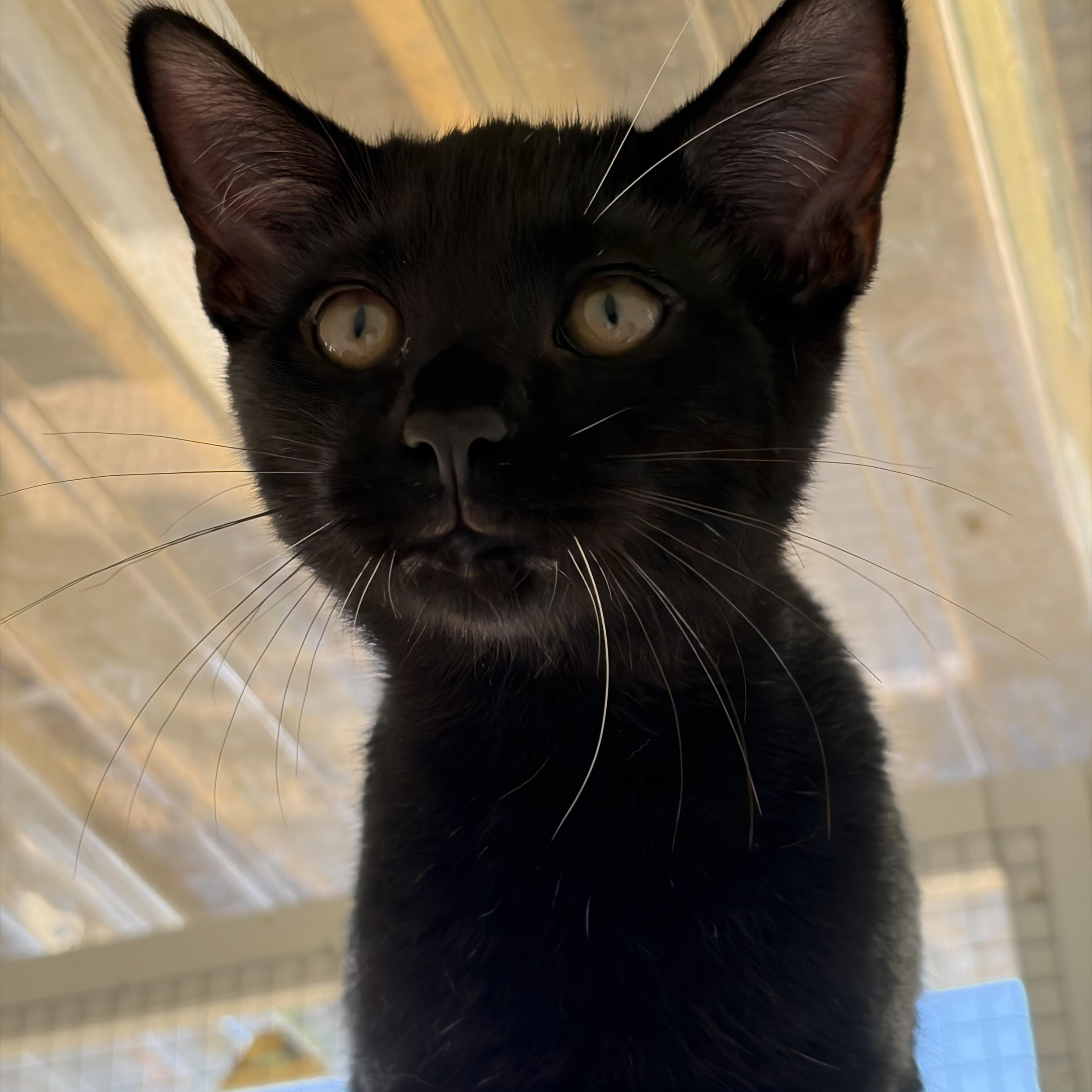 Jinx, Adoptable, Young Male Domestic Short Hair.
