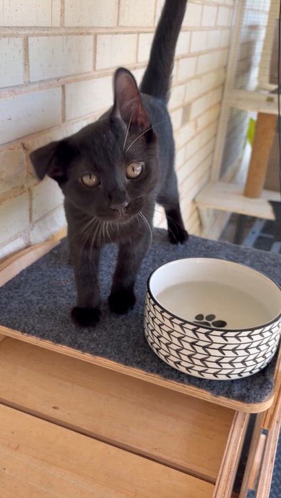 Enlarge Jinx, a Adoptable Domestic Short Hair in Winston Salem , NC video 3/3