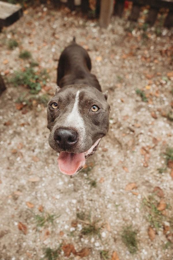 Enlarge Gambit, a Adoptable mixed breed in Mobile, AL image 1/1