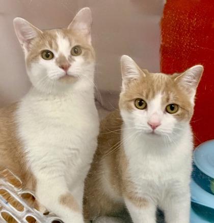 Redford, Adoptable, Kitten Male Domestic Short Hair & Domestic Short Hair.