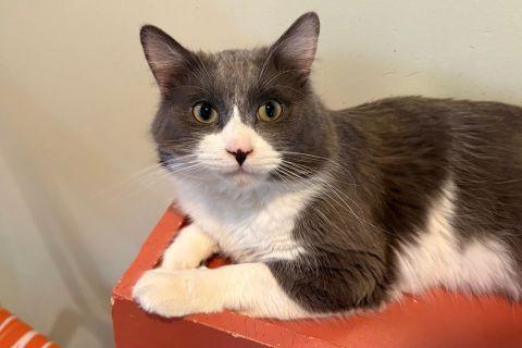 Enlarge Kevin, an adopted Domestic Short Hair in Chicago, IL image 3/4