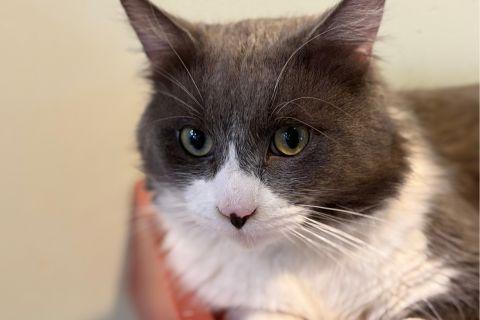 Enlarge Kevin, an adopted Domestic Short Hair in Chicago, IL image 4/4