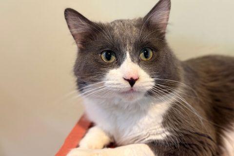 Enlarge Kevin, an adopted Domestic Short Hair in Chicago, IL image 1/4