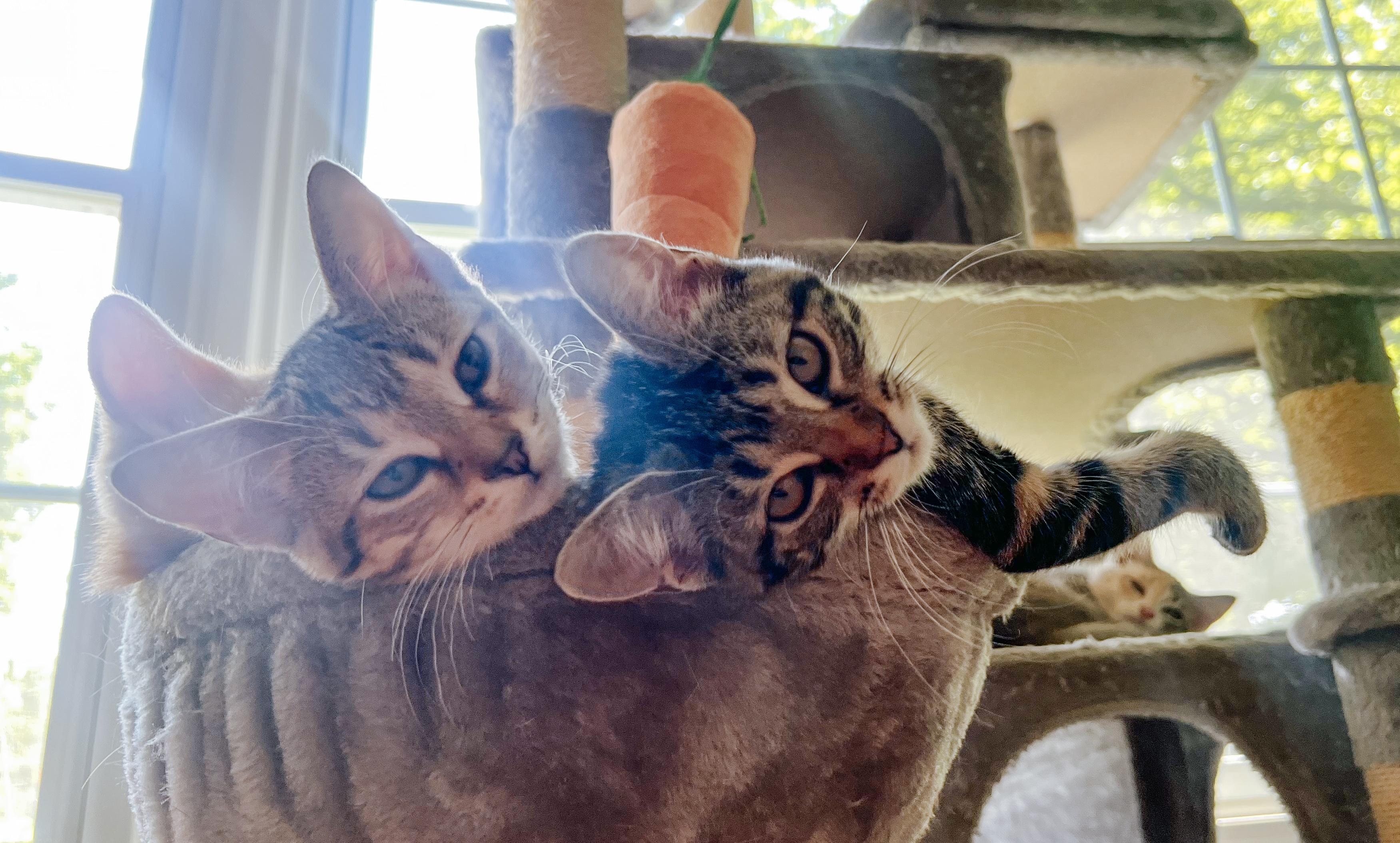 Meena, a Adoptable Tabby in Howell, MI image 2/5