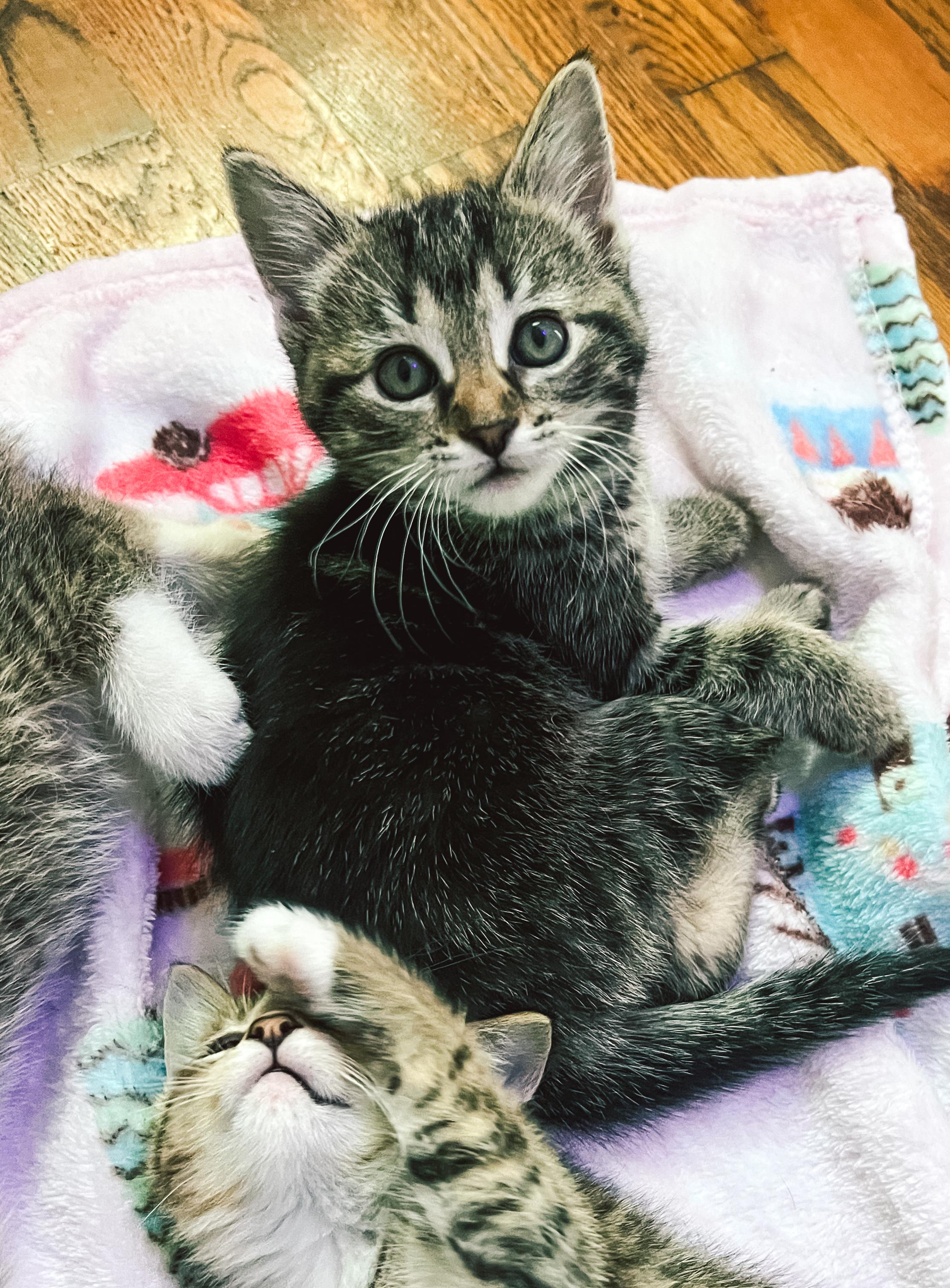 Meena, a Adoptable Tabby in Howell, MI image 3/5