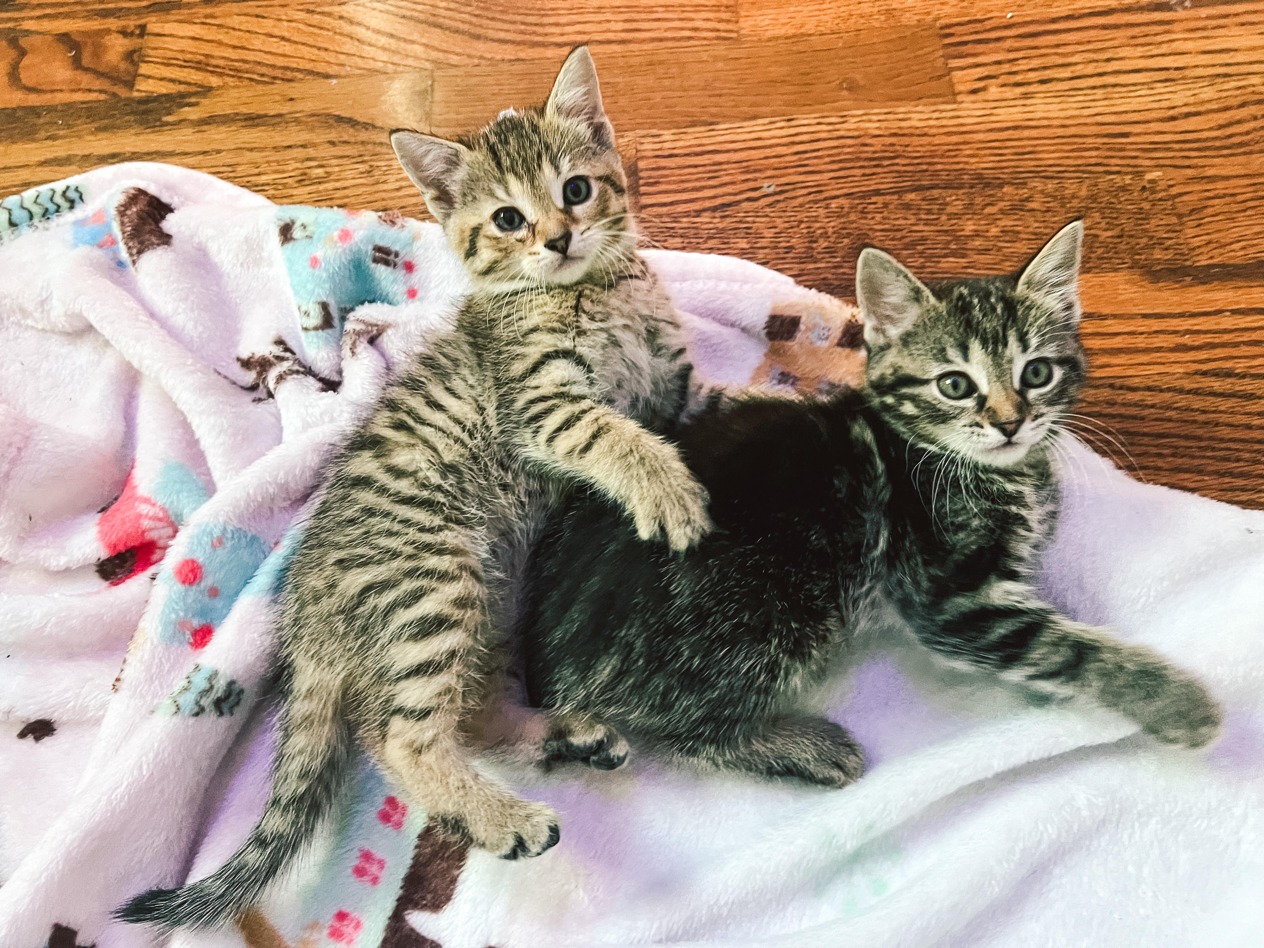 Meena, a Adoptable Tabby in Howell, MI image 4/5