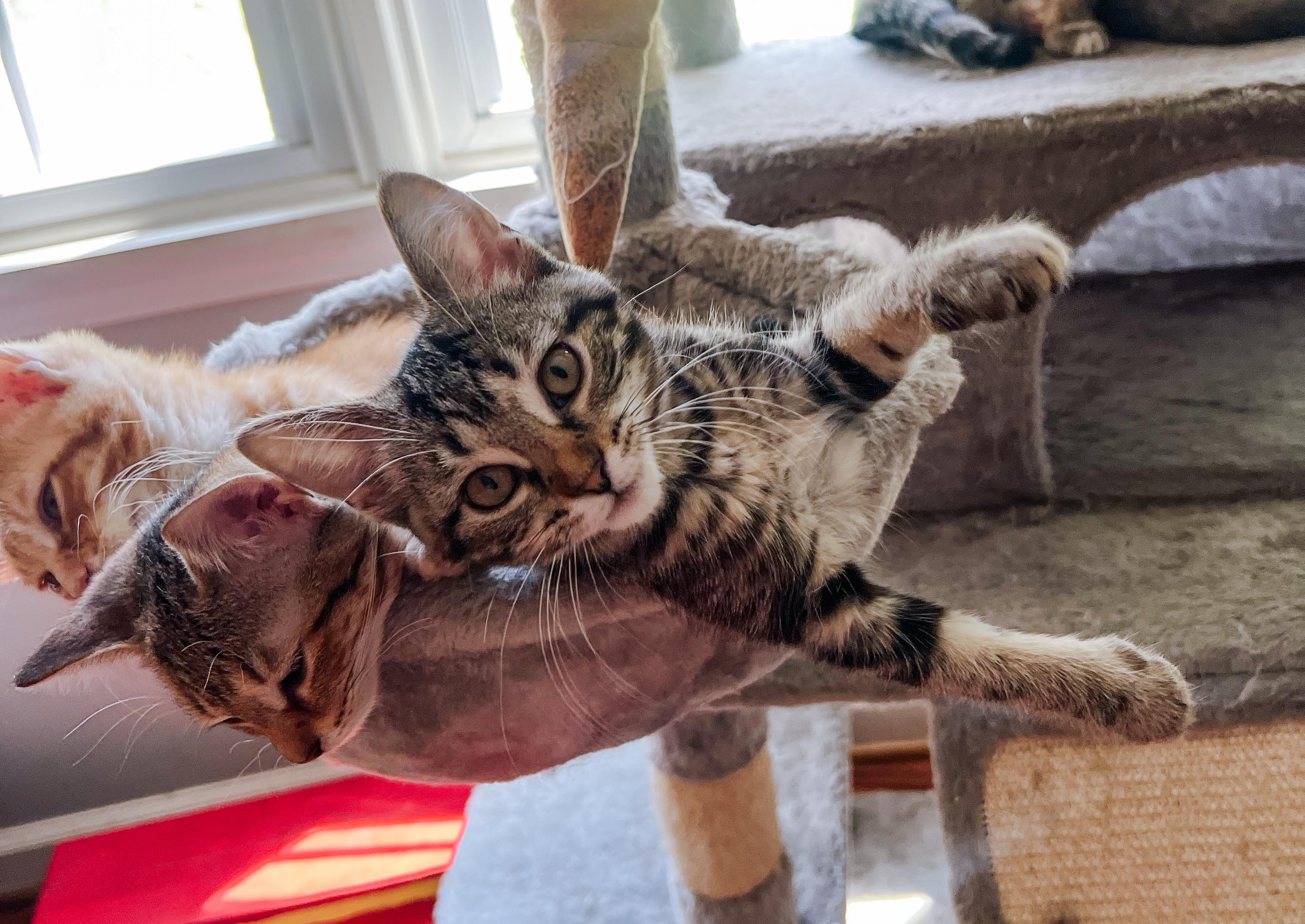 Meena, a Adoptable Tabby in Howell, MI image 1/5