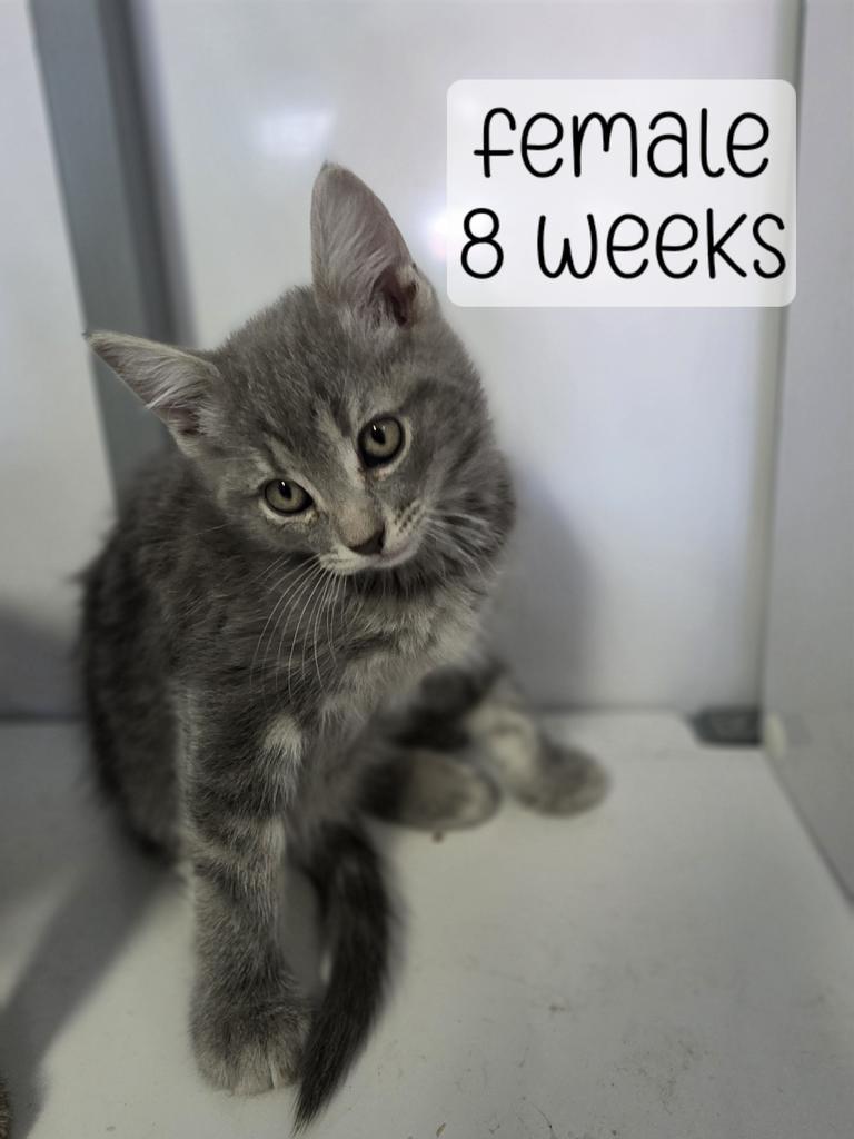 Enlarge kitten 4, a Adoptable mixed breed in Holbrook, AZ image 1/1