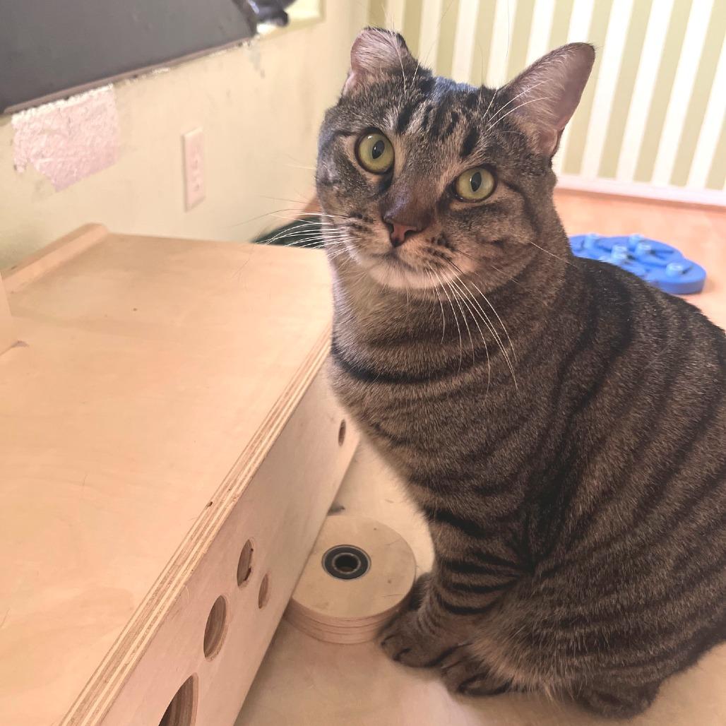 Enlarge Tobi, a Adoptable Domestic Short Hair in Los Angeles, CA image 1/6