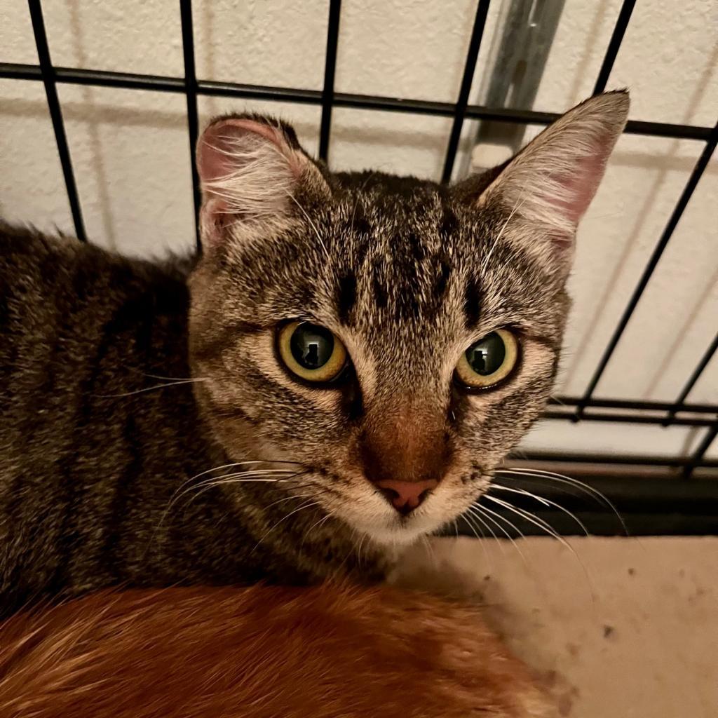 Enlarge Tobi, a Adoptable Domestic Short Hair in Los Angeles, CA image 2/6