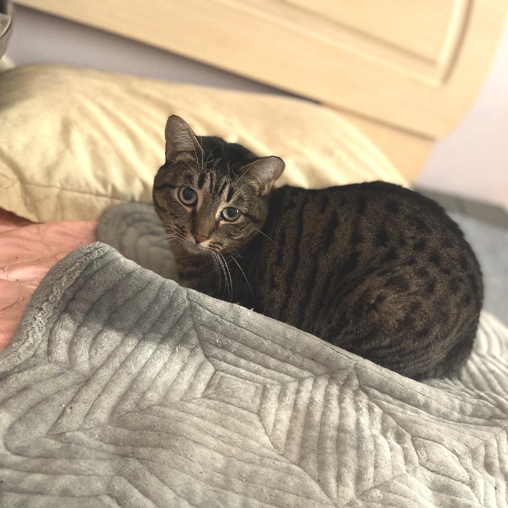Enlarge Tobi, a Adoptable Domestic Short Hair in Los Angeles, CA image 3/6