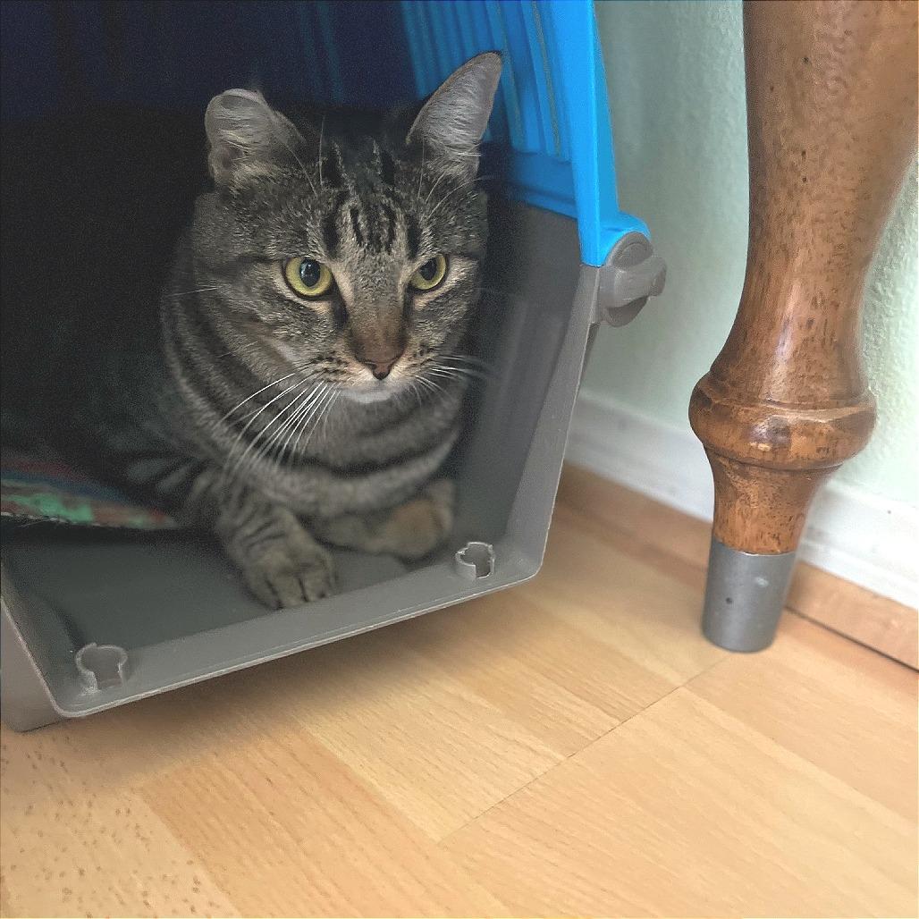 Enlarge Tobi, a Adoptable Domestic Short Hair in Los Angeles, CA image 4/6