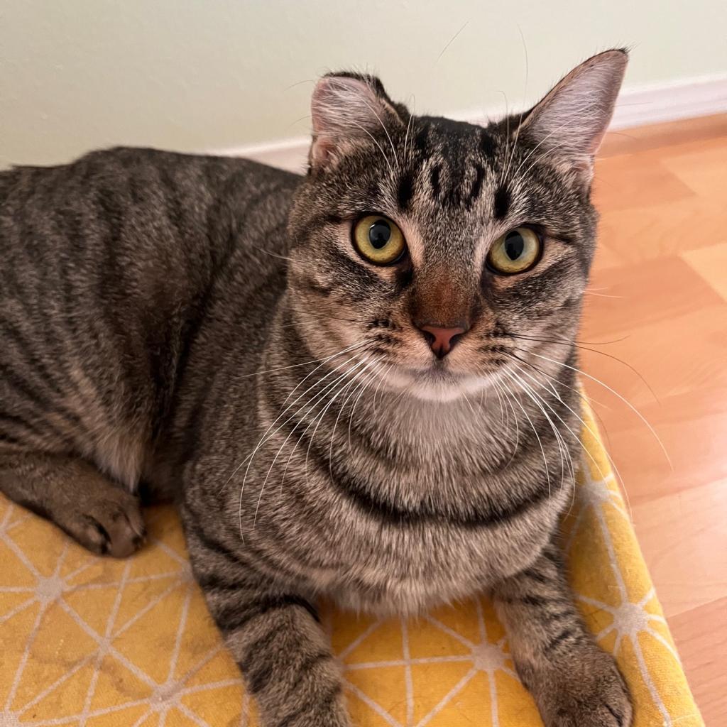 Enlarge Tobi, a Adoptable Domestic Short Hair in Los Angeles, CA image 5/6