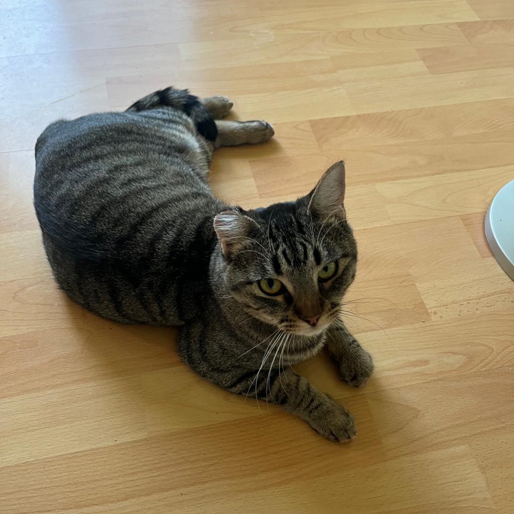 Enlarge Tobi, a Adoptable Domestic Short Hair in Los Angeles, CA image 6/6