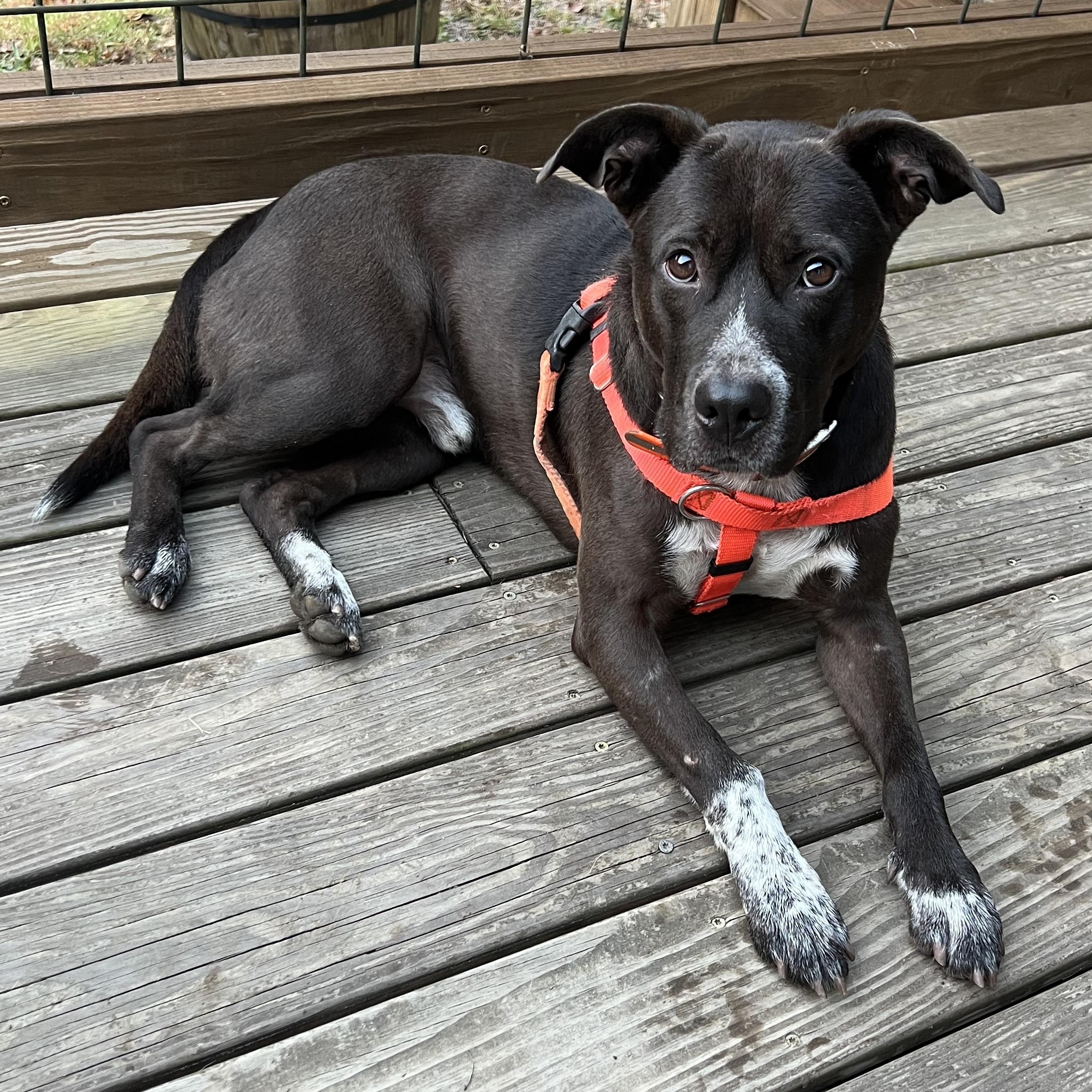 Enlarge Boo, a Adoptable mixed breed in Cedar Mountain, NC image 3/6