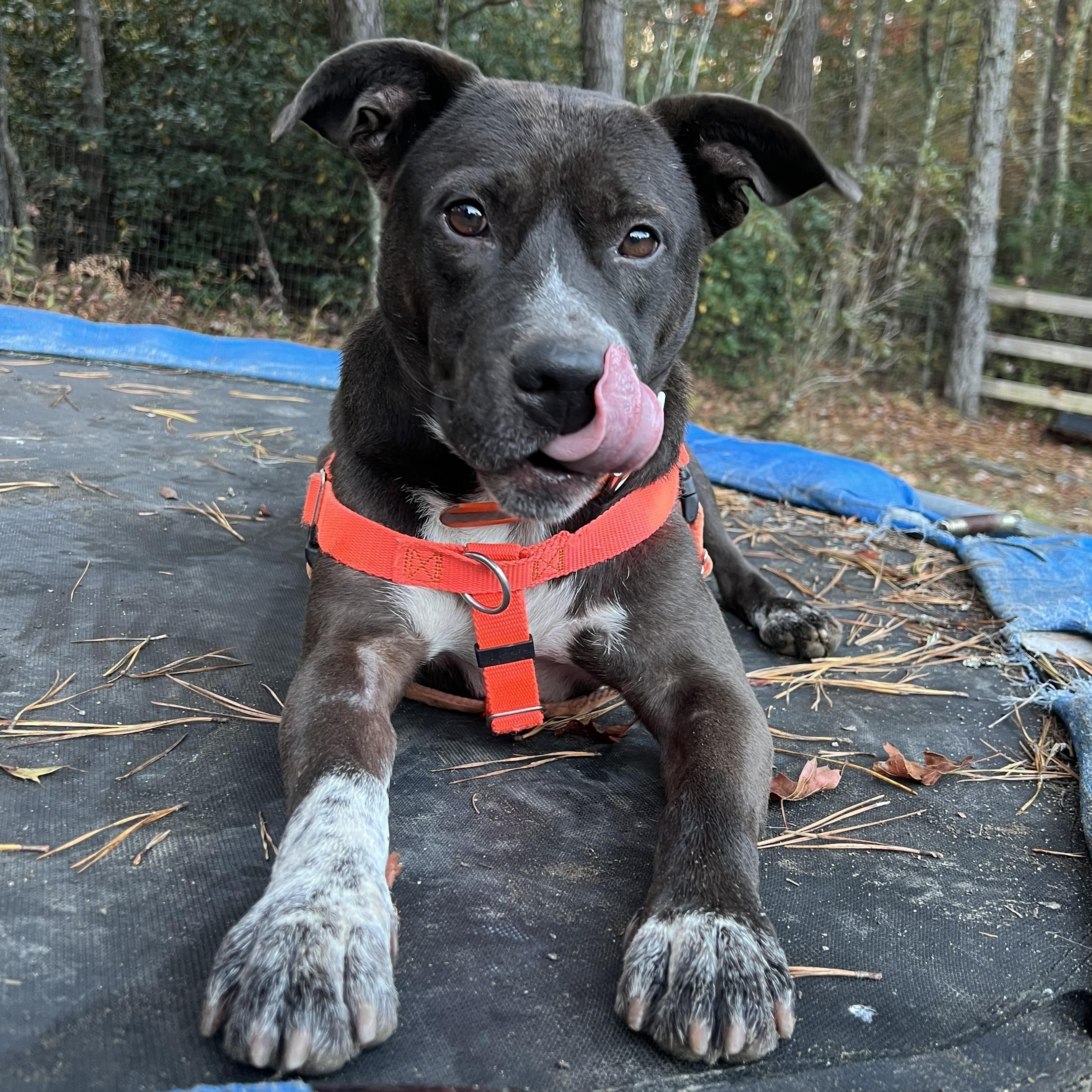 Enlarge Boo, a Adoptable mixed breed in Cedar Mountain, NC image 2/6