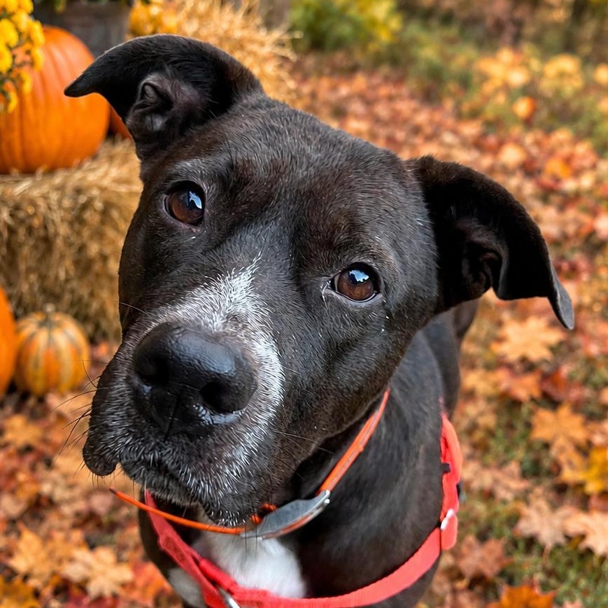Boo, Adoptable, Adult Male Pit Bull Terrier & Labrador Retriever.