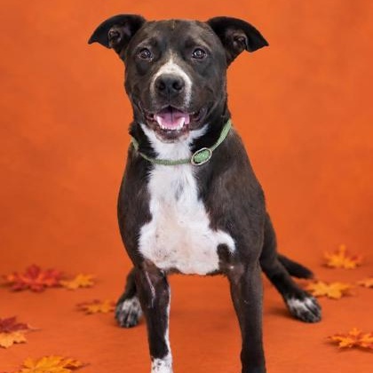 Enlarge Boo, a Adoptable mixed breed in Cedar Mountain, NC image 5/6