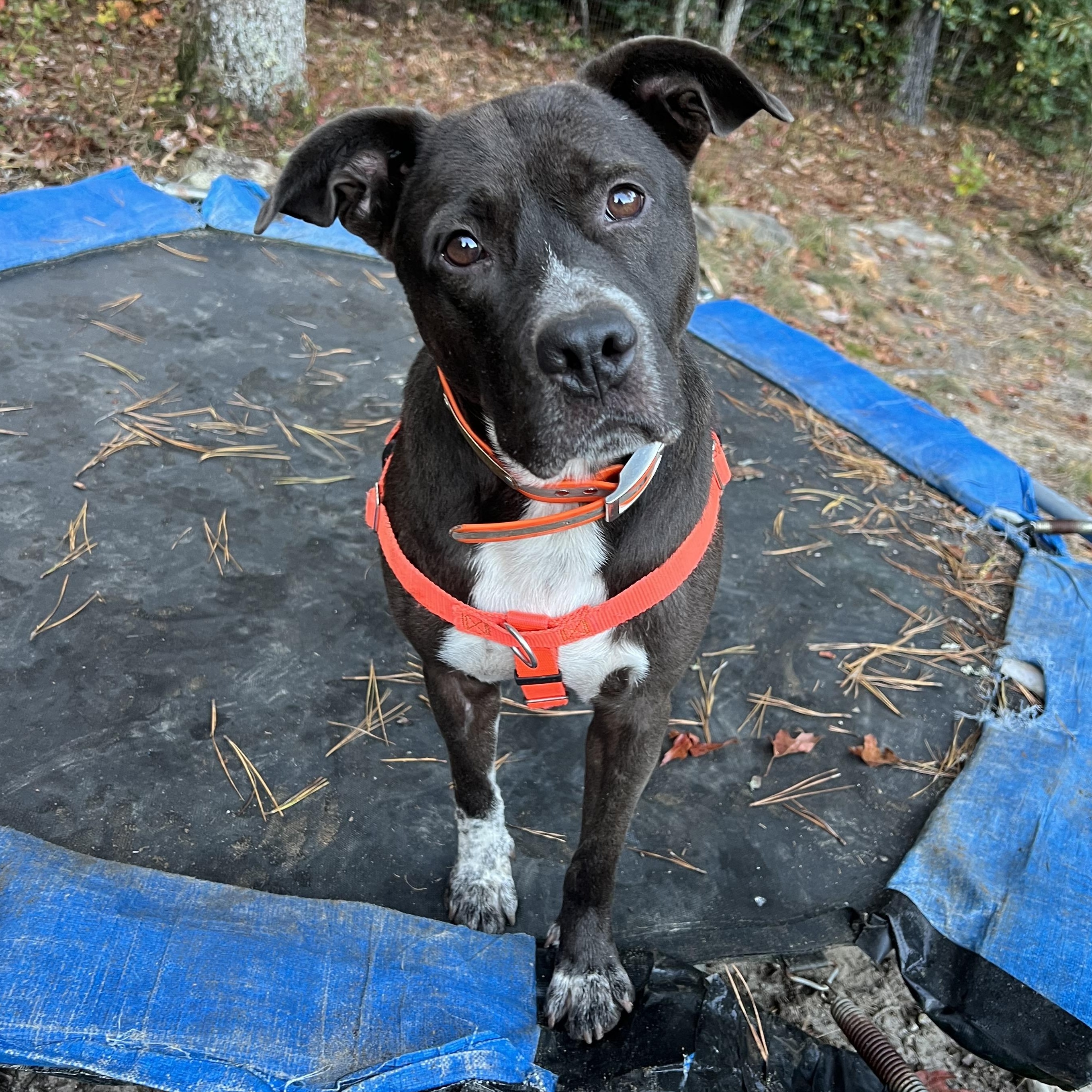 Enlarge Boo, a Adoptable mixed breed in Cedar Mountain, NC image 6/6