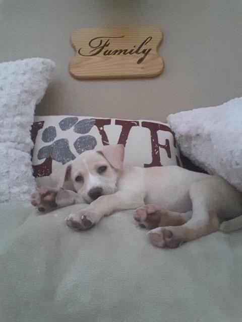 Mila, Adopted, Adult Female Labrador Retriever.