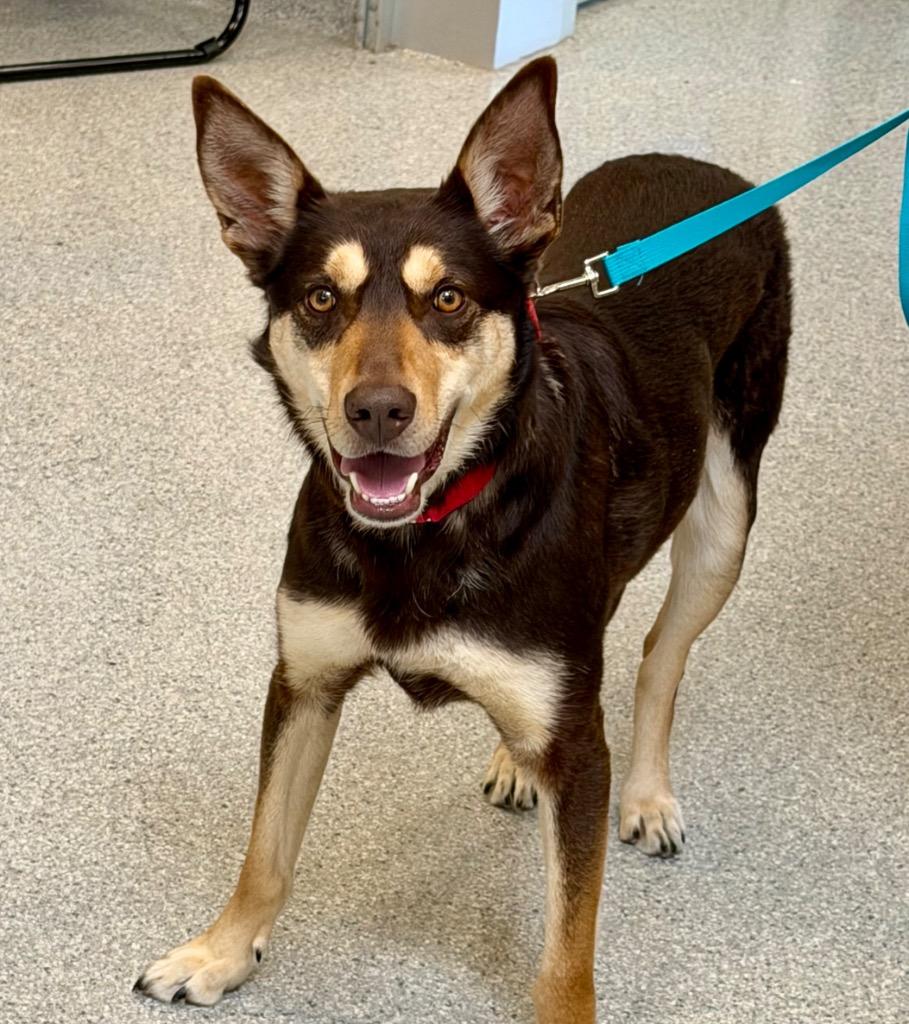 Enlarge Makemake, a Adoptable Australian Kelpie in Columbia, IL image 1/5
