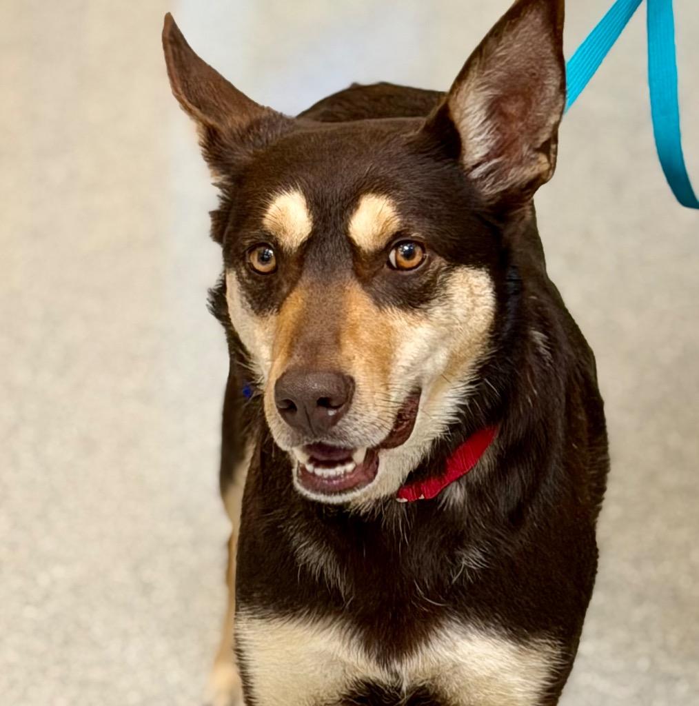 Enlarge Makemake, a Adoptable Australian Kelpie in Columbia, IL image 2/5