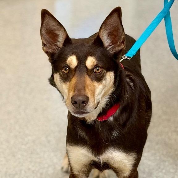 Enlarge Makemake, a Adoptable Australian Kelpie in Columbia, IL image 3/5
