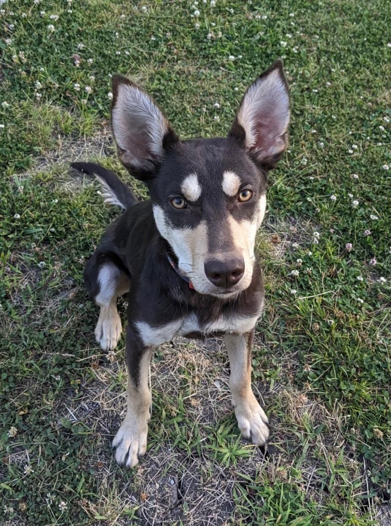 Enlarge Makemake, a Adoptable Australian Kelpie in Columbia, IL image 4/5