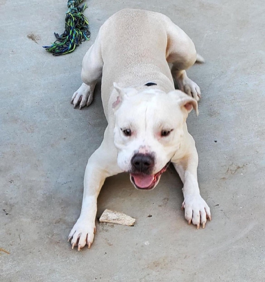 Koda - Foster or Adopt Me