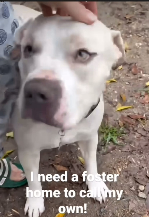 Koda - Foster or Adopt Me