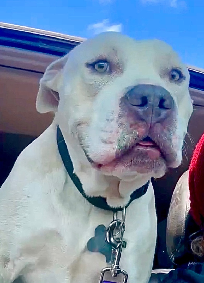 Koda - Foster or Adopt Me, Young Male Pit Bull Terrier