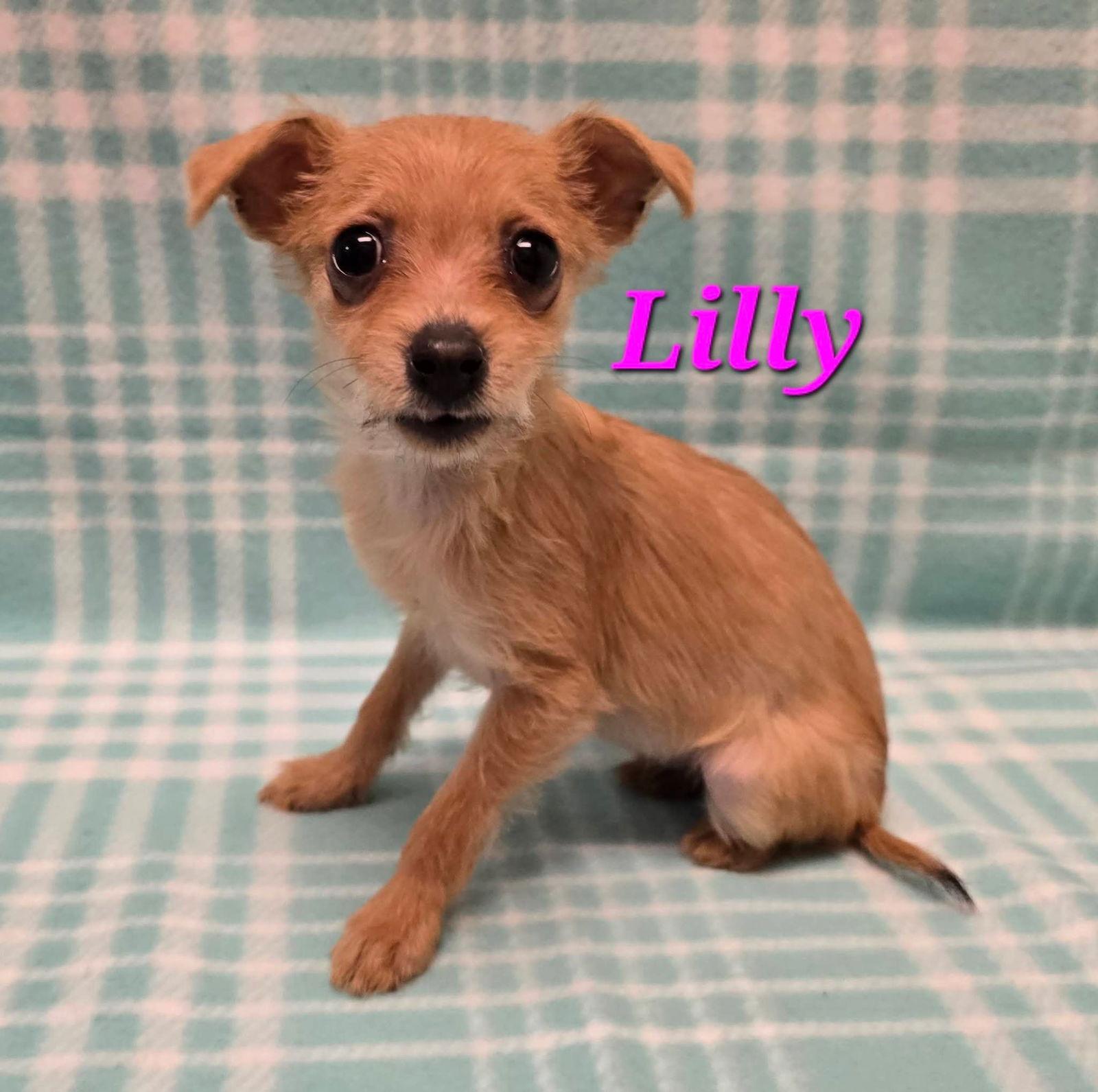 Lilly, Adoptable, Puppy Female Terrier & Chihuahua.