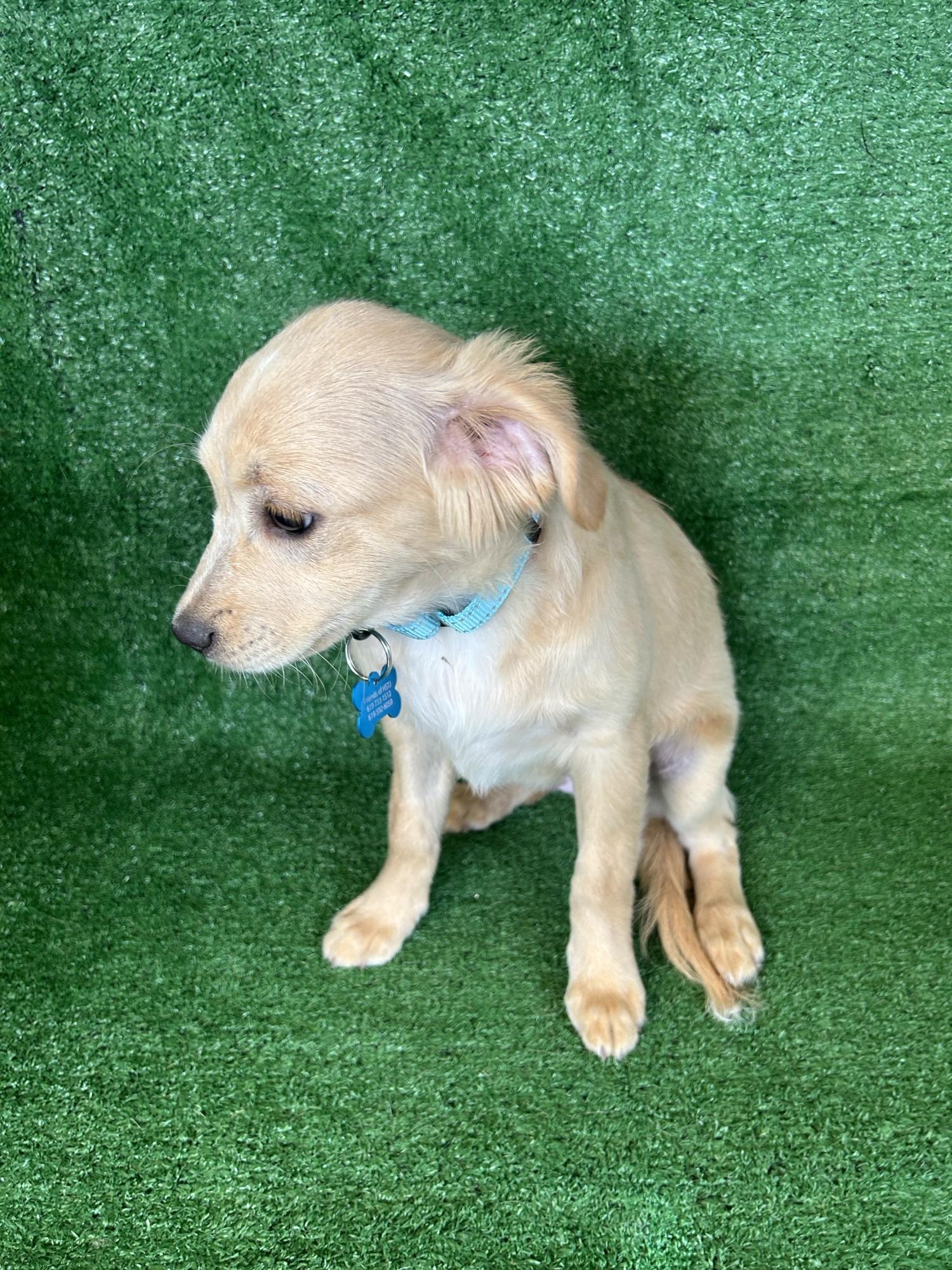 Enlarge Alice, an adopted Mixed Breed in San Ysidro, CA image 4/5