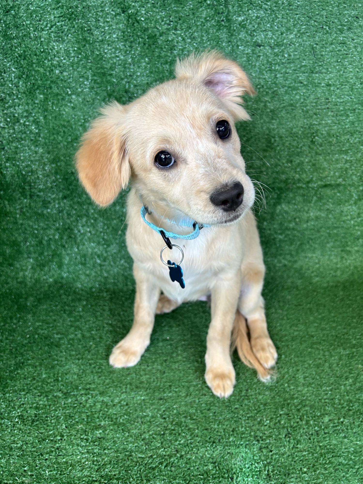 Enlarge Alice, an adopted Mixed Breed in San Ysidro, CA image 3/5