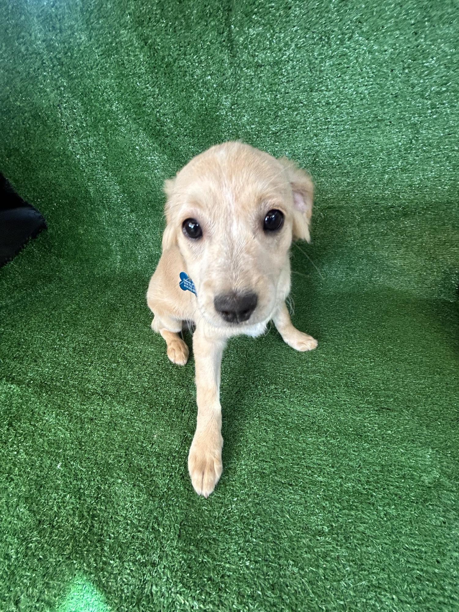 Enlarge Alice, an adopted Mixed Breed in San Ysidro, CA image 2/5