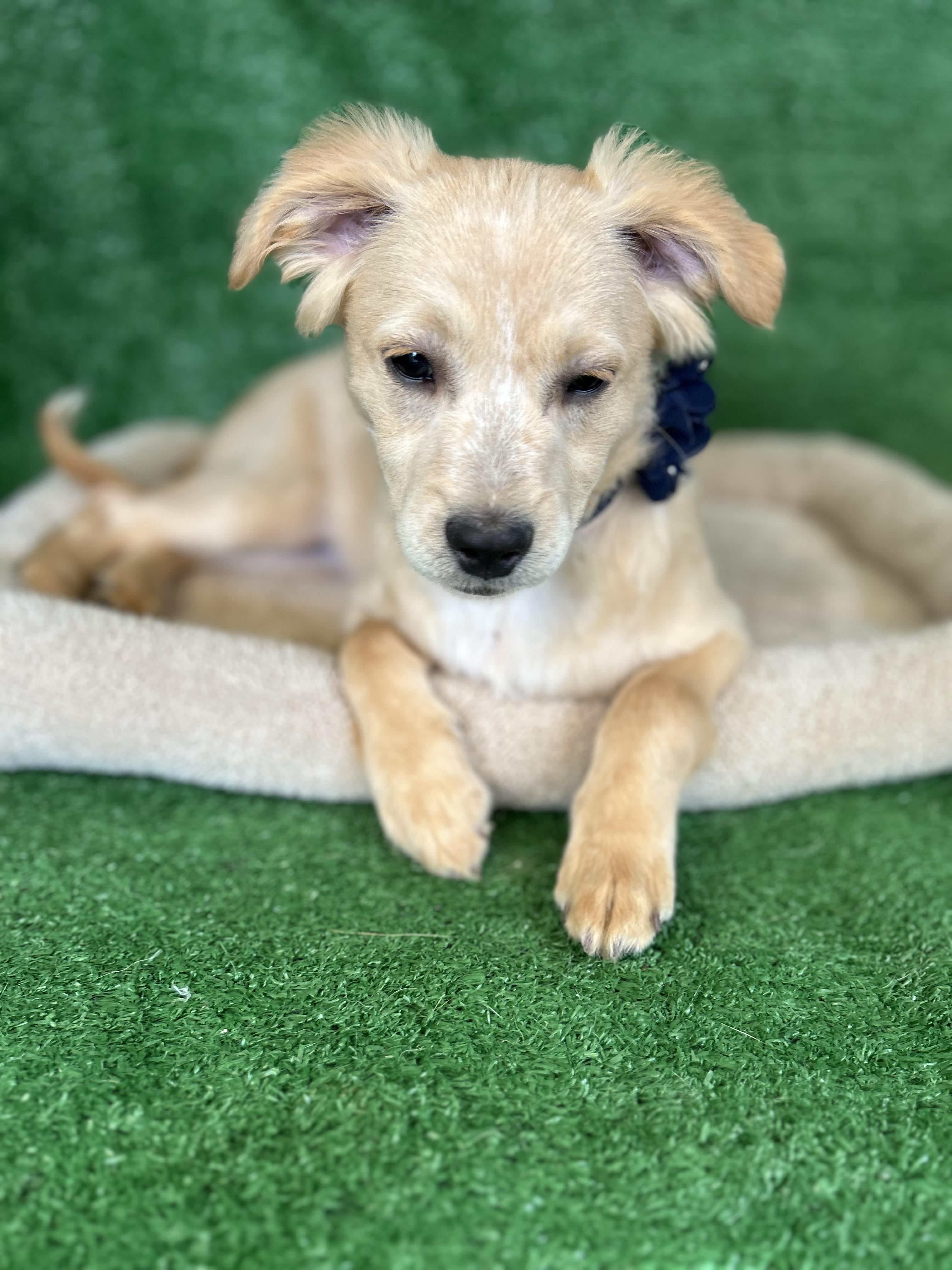 Alice, adopted, Young Female Mixed Breed.