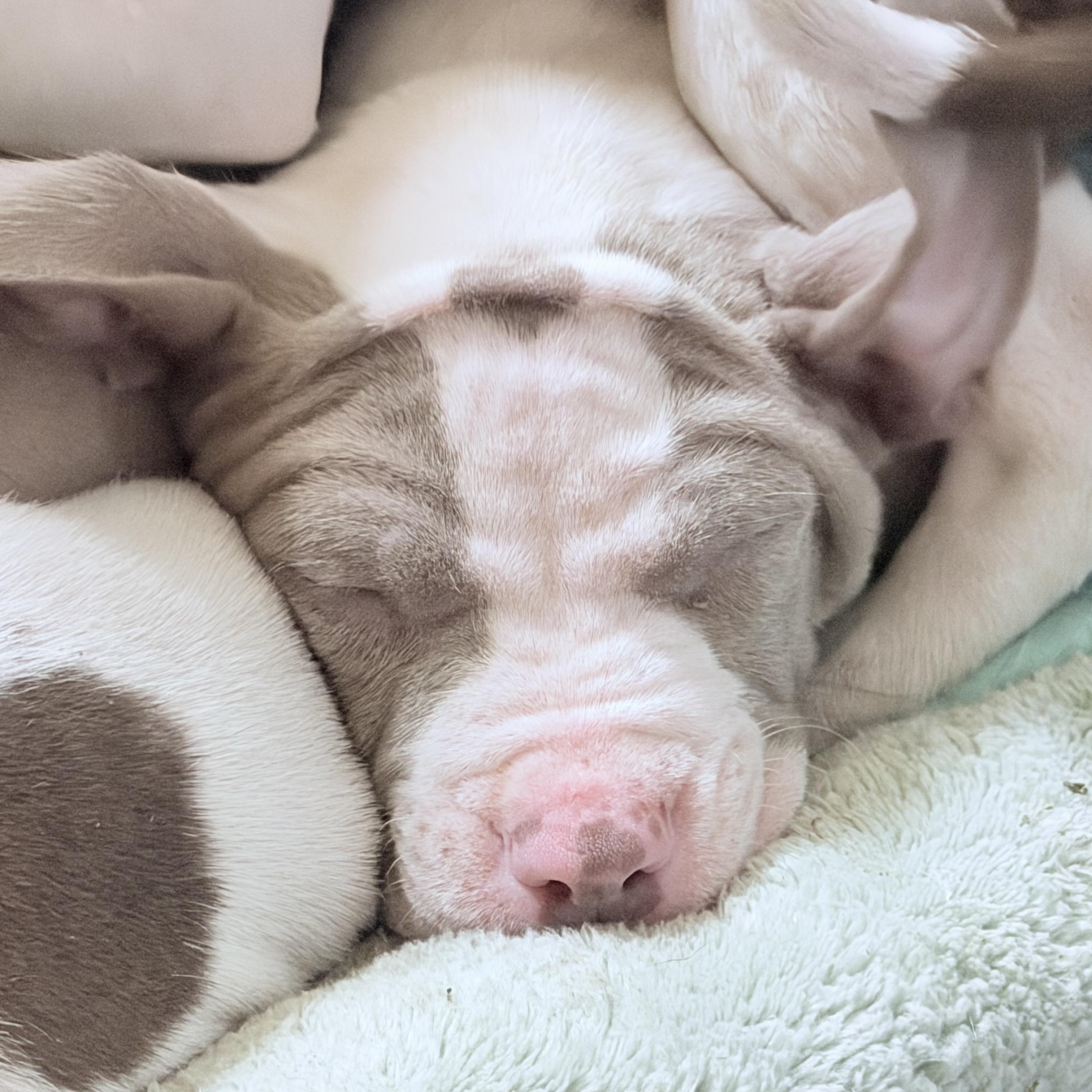 Enlarge Elliot, an adopted mixed breed in Wilmington, IL image 1/2