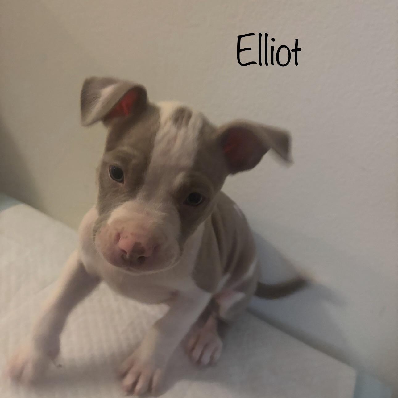 Enlarge Elliot, an adopted mixed breed in Wilmington, IL image 2/2