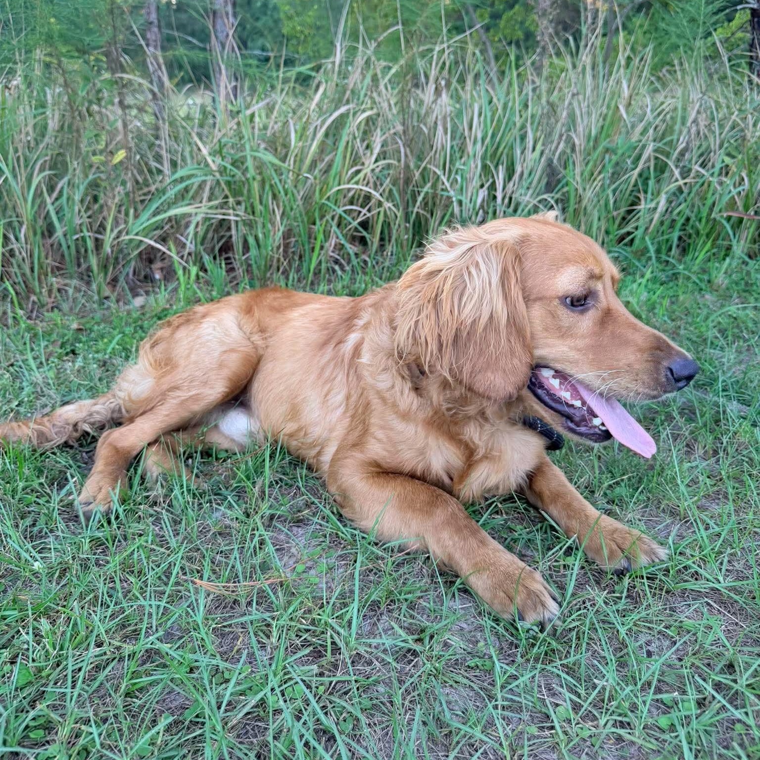 Enlarge Waffles, a Adopted mixed breed in Jackson, MI image 6/6