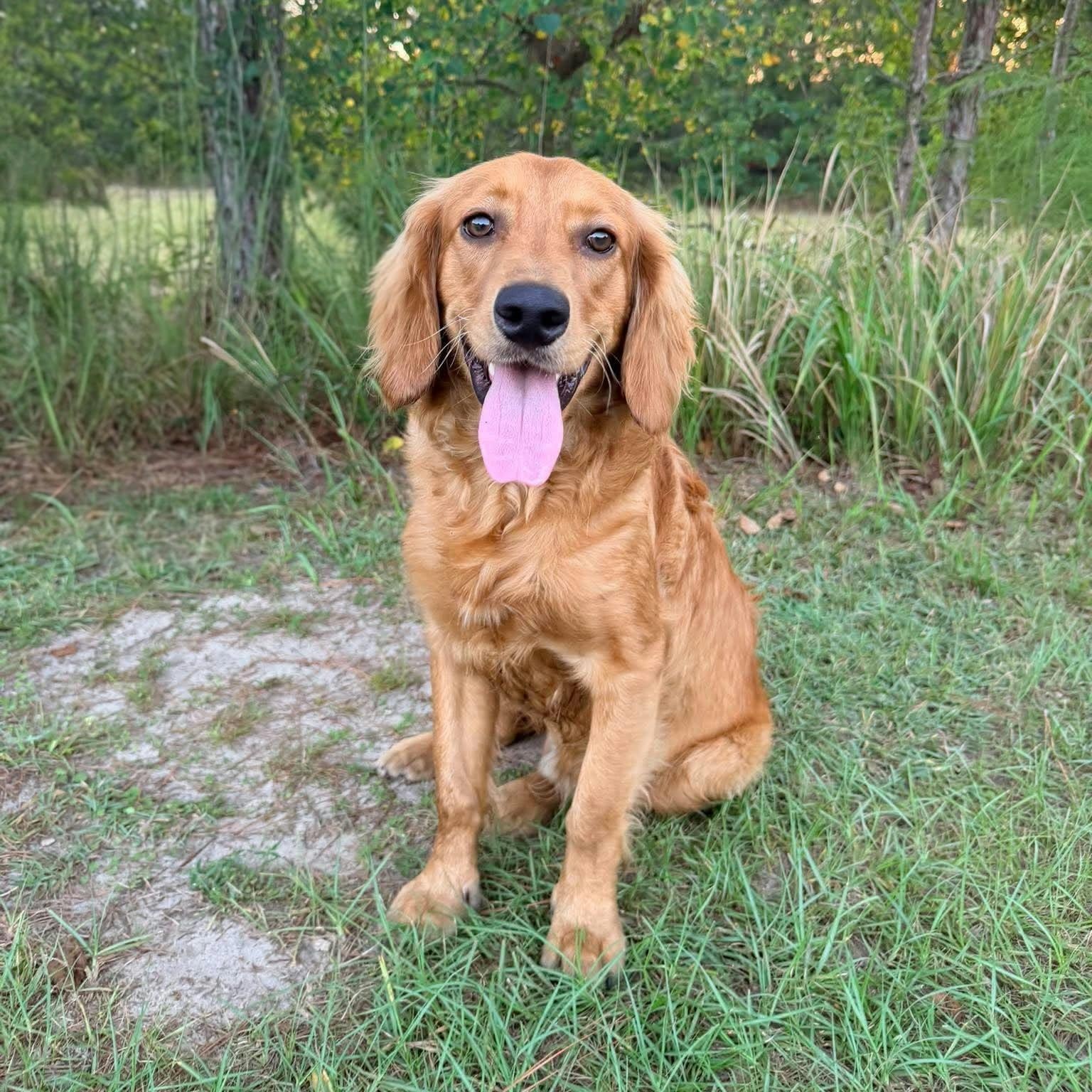 Waffles, Adopted, Young Male Golden Retriever & Cocker Spaniel.