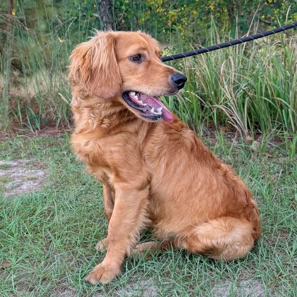Enlarge Waffles, a Adopted mixed breed in Jackson, MI image 4/6