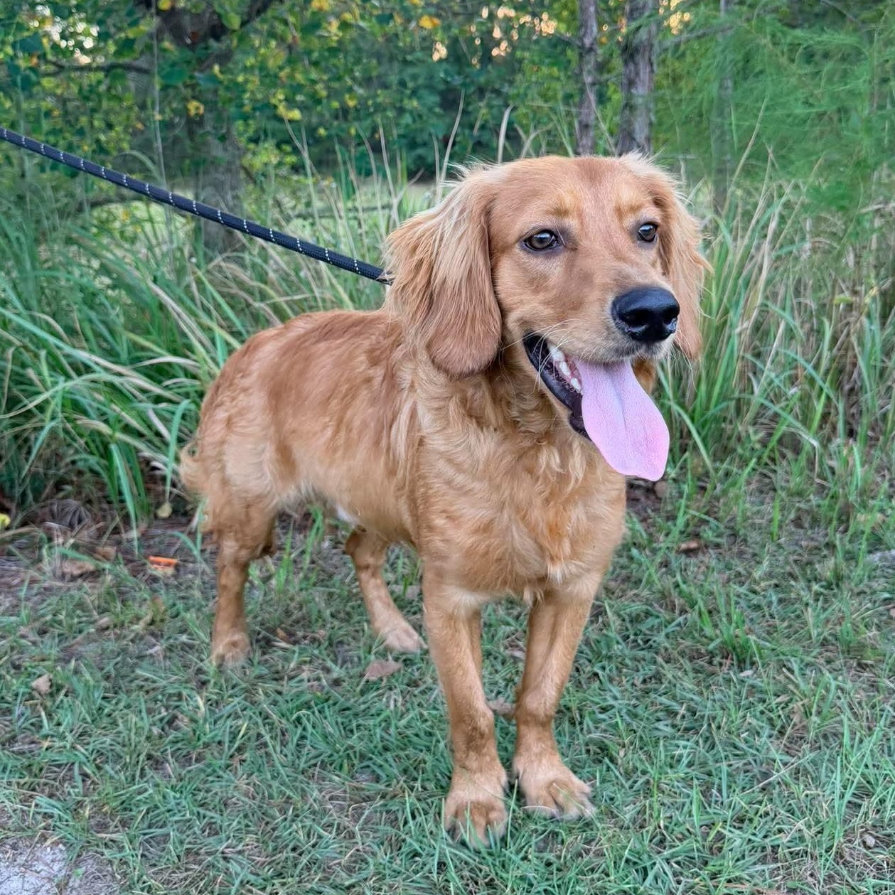 Enlarge Waffles, a Adopted mixed breed in Jackson, MI image 3/6