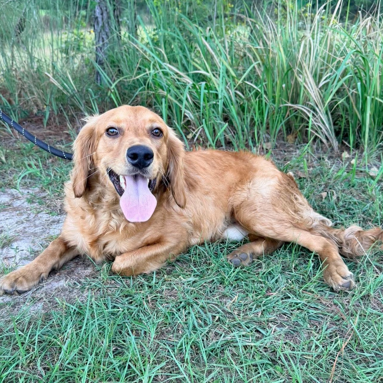 Enlarge Waffles, a Adopted mixed breed in Jackson, MI image 2/6